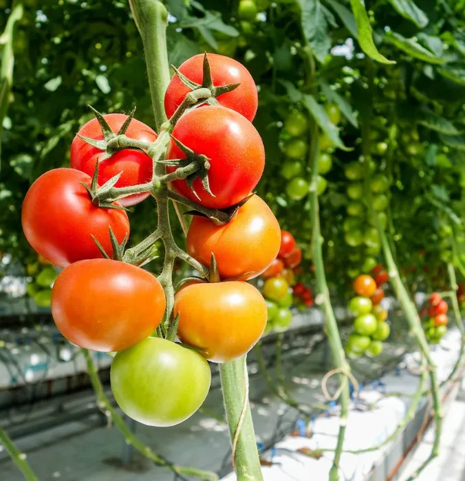 High-yield tomato greenhouse farming facilitated by Karyotica Labs